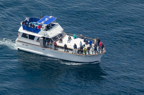 Monterey Bay Blue Ocean Whale Watching High Spirits