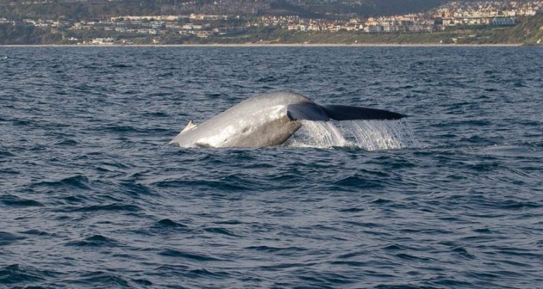 Pacific White-Sided Dolphin - Two Flukes Up!