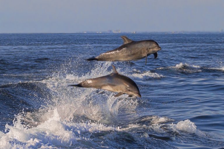 Pacific White-Sided Dolphin - Two Flukes Up!