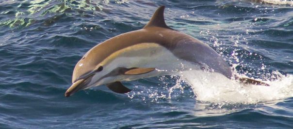 Pacific White-Sided Dolphin - Two Flukes Up!