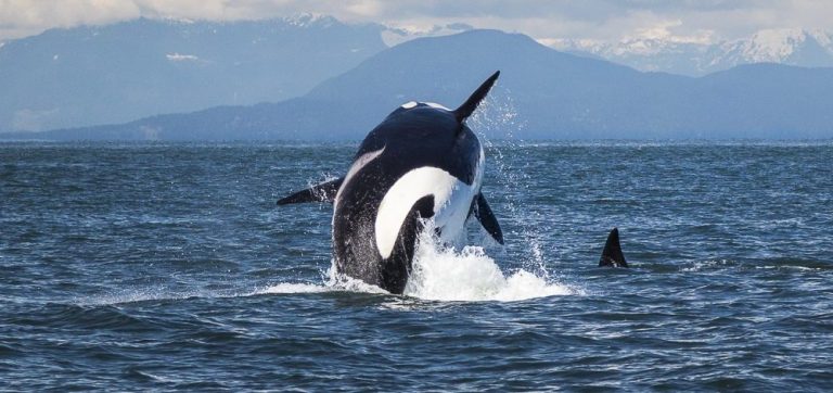 Pacific White-Sided Dolphin - Two Flukes Up!