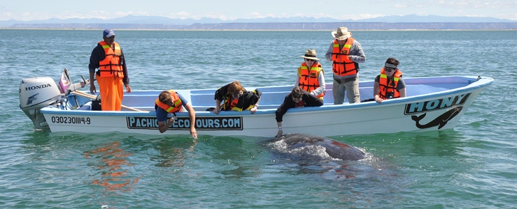 Two Flukes Up! | Pachico's Eco Tours Gray Whale Watching