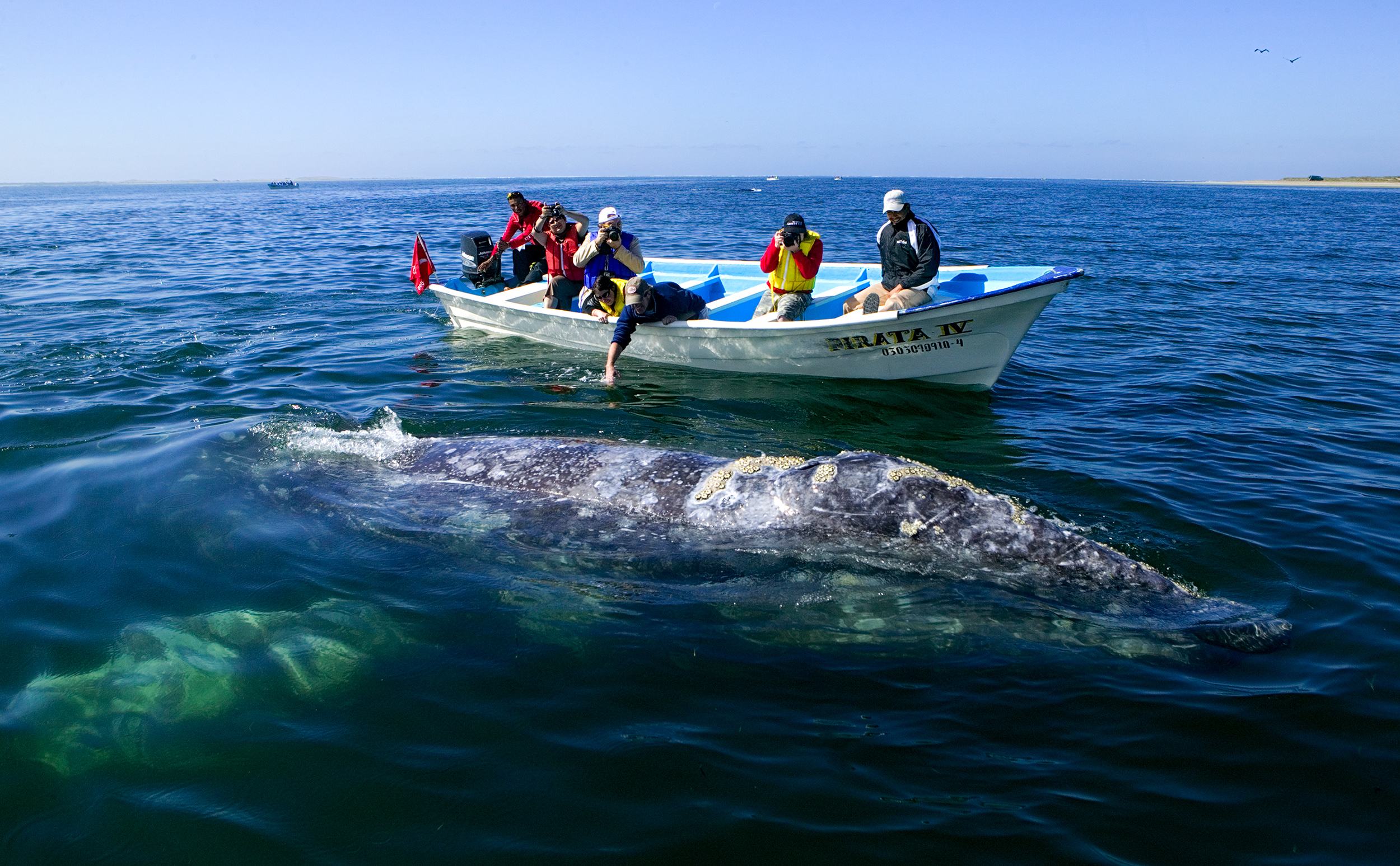 Two Flukes Up! | Loreto Blue Whales Whale Watching